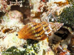 Aplus scacchianus thumbnail