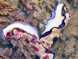 Hypselodoris sp.02 thumbnail