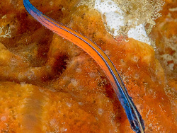 Doryrhamphus janssi thumbnail