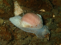 Cryptonatica aleutica thumbnail