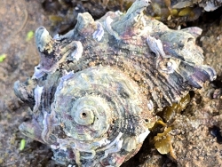 Angaria delphinus thumbnail