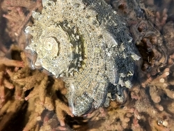 Angaria delphinus thumbnail