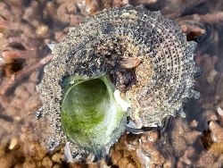 Angaria delphinus,Port Hedland WA 6721, Australia 2024
