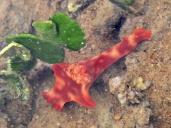 Ceratosoma trilobatum thumbnail