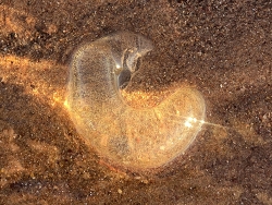 Conuber conicum thumbnail