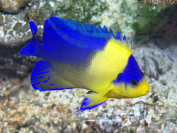 Centropyge Venusta 