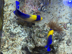 Centropyge Venusta (pair) 