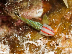 Tigrigobius harveyi, Cayman Islands 2026 (CC BY) 