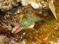 Tigrigobius harveyi thumbnail