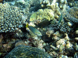 Halichoeres hortulanus - Schachbrett Junker - Malediven - Thudufushi - Hausriff