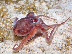 Octopus joubini, Cayman Islands 2025 (CC BY)
