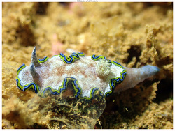 Glossodoris,Mont-Dore, Nouvelle-Calédonie 2026