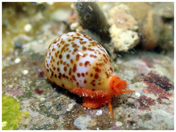 Palmadusta humphreyii thumbnail