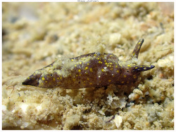Elysia sp.05 thumbnail