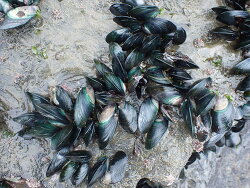 Perna canaliculus,Auckland, Región de Auckland, Nueva Zelanda 2025