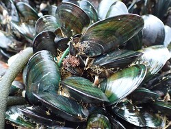 Perna canaliculus,Auckland, Región de Auckland, Nueva Zelanda 2025