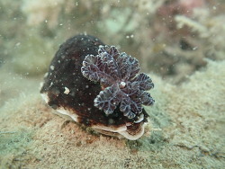 Aphelodoris luctuosa,Whangārei Heads 0174, Nueva Zelanda 2026