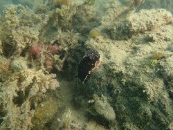 Aphelodoris luctuosa,Whangārei Heads 0174, Nueva Zelanda 2026