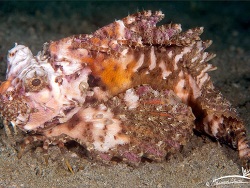 Choridactylus multibarbus thumbnail