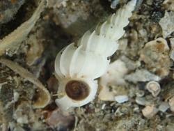 Epitonium minorum, Northland, Nueva Zelanda 2024