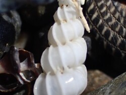 Epitonium minorum, Whangarei District, Northland Region, Nueva Zelanda 2026