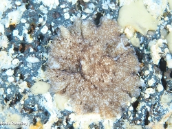 Pericelis cata,Las Palmas, ES-CN, ES 2026