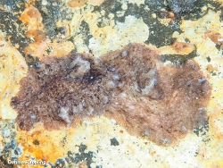 Pericelis cata,Las Palmas, ES-CN, ES 2026