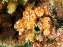 Phyllangia americana mouchezii thumbnail
