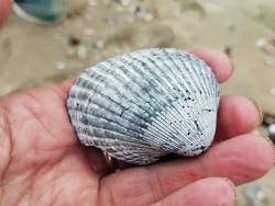 Anadara trapezia thumbnail