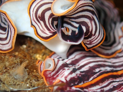 Praestheceraeus bellostriatus - mating,Monterey County, California 2026
