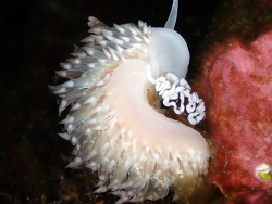Aeolidia loui thumbnail