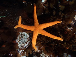 Henricia leviuscula thumbnail