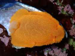 Doriopsilla albopunctata thumbnail