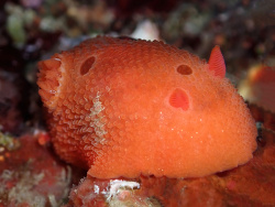 Aldisa sanguinea thumbnail