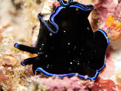 Pseudoceros caeruleocinctus,Anilao, Bagalangit, Mabini, Batangas, Philippines 2026