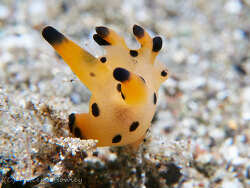 Thecacera pikachu,Anilao, Bagalangit, Mabini, Batangas, Philippines 2026
