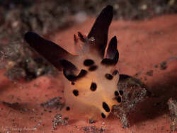 Thecacera melkyi thumbnail