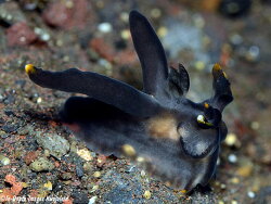Thecacera sp. b036, 25mm Kwajalein