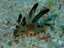Thecacera melkyi,Îles Raja Ampat, Papouasie occidentale, Indonésie 2015