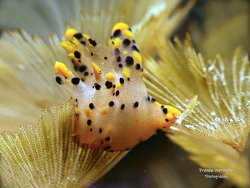 Thecacera sp.07 thumbnail
