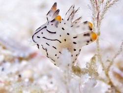 Thecacera,Strait of Malacca, Satun, TH 2022