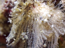 Thecacera,Strait of Malacca, Satun, TH 2022
