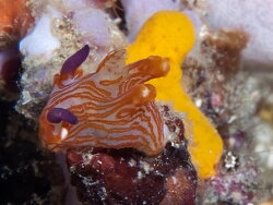 Thecacera,red rocks north Mabini, Batangas, Philippines 2023 (CC BY-SA)