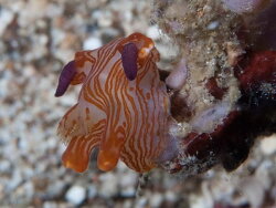 Thecacera,red rocks north Mabini, Batangas, Philippines 2023 (CC BY-SA)