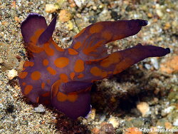 Thecacera sp.03 thumbnail