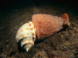 Phalium bandatum thumbnail