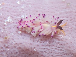 Favorinus mirabilis thumbnail