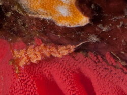 Favorinus mirabilis thumbnail