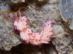 Favorinus mirabilis thumbnail
