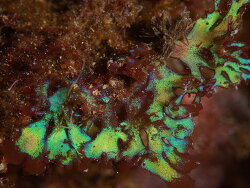Gloiocladia laciniata thumbnail